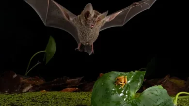 كيف يتصرف الخفاش كأنه ملك الغابة