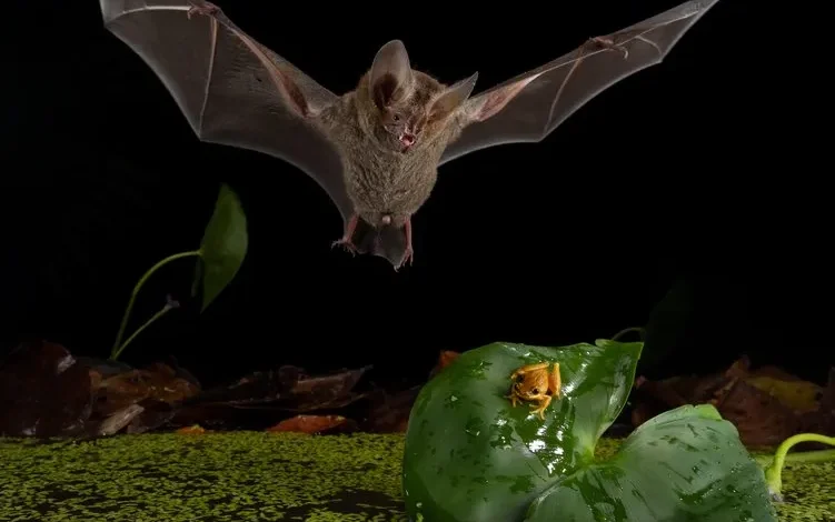 كيف يتصرف الخفاش كأنه ملك الغابة