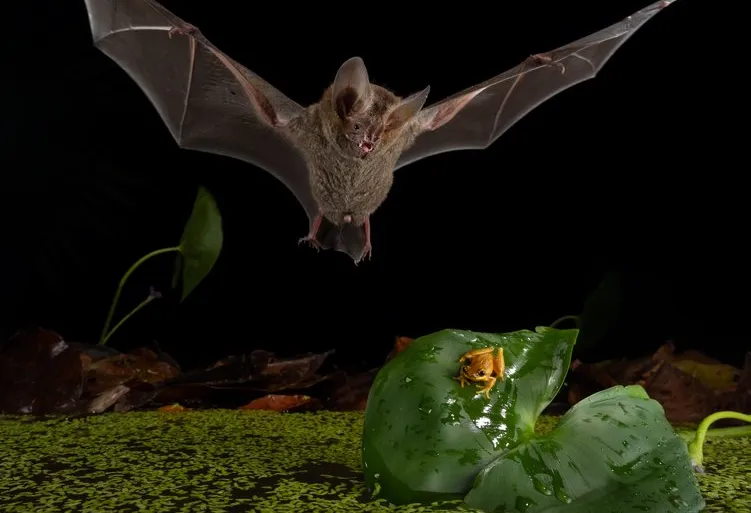 كيف يتصرف الخفاش كأنه ملك الغابة