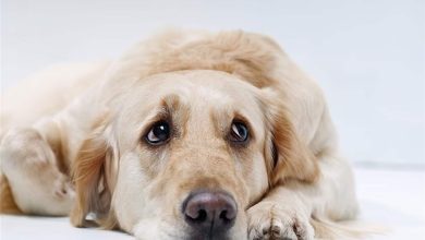 تشابك جيني مفاجئ… وما الذي تتحكّم به هذه الموروثات المشتركة؟