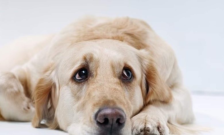 تشابك جيني مفاجئ… وما الذي تتحكّم به هذه الموروثات المشتركة؟