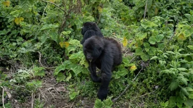 ذكور الغوريلا في رواندا تقتل صغارها.. ما السبب؟