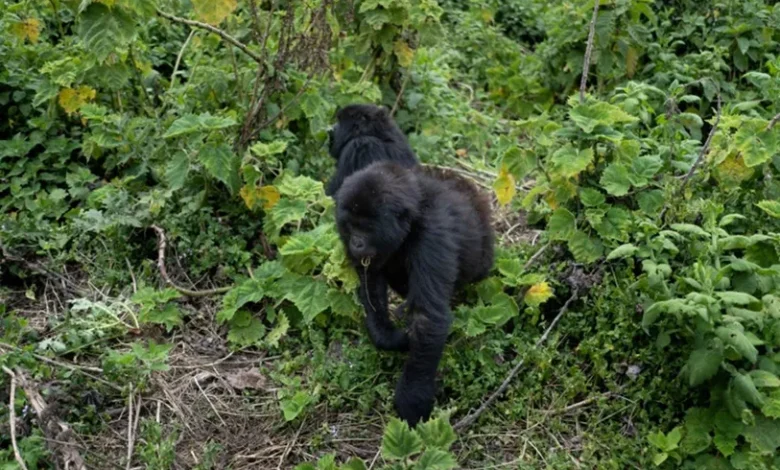 ذكور الغوريلا في رواندا تقتل صغارها.. ما السبب؟