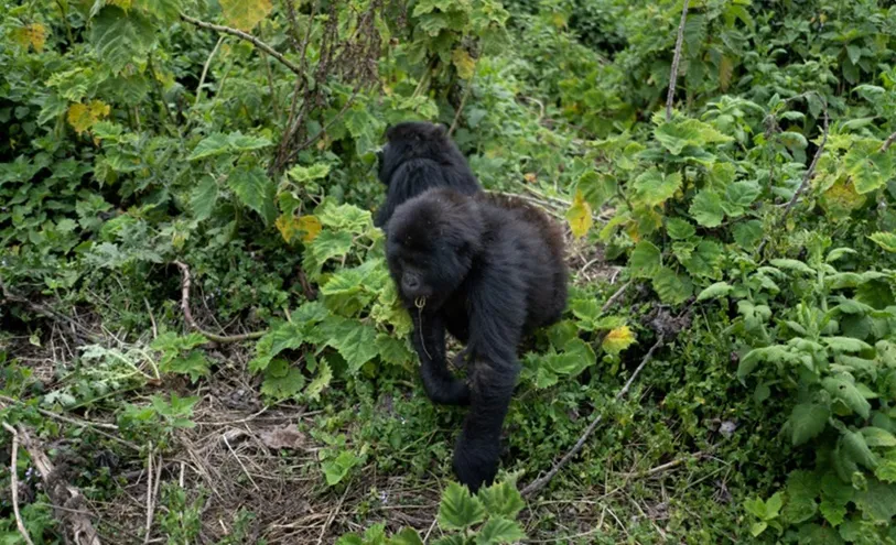 ذكور الغوريلا في رواندا تقتل صغارها.. ما السبب؟