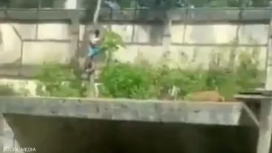 فترسته لبوة في حديقة حيوانات