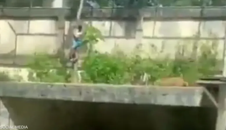 فترسته لبوة في حديقة حيوانات