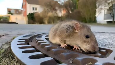 ما قصة الفأر الذي شغل فرق الإطفاء في ألمانيا؟