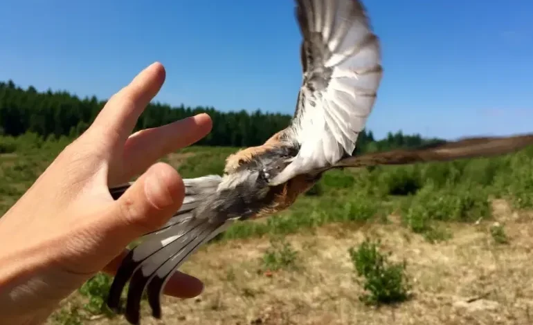 طيور تهاجر بدقة "الساعة" والسر في جهاز وزنه غرام
