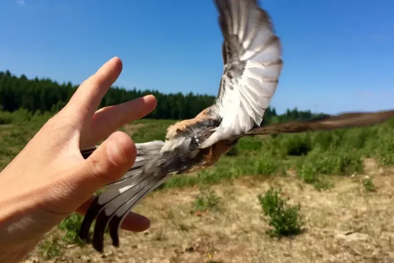 طيور تهاجر بدقة "الساعة" والسر في جهاز وزنه غرام