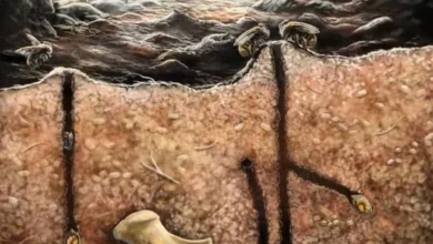 سلوك غير مسبوق في عالم الحشرات.. وخصوصا النحل