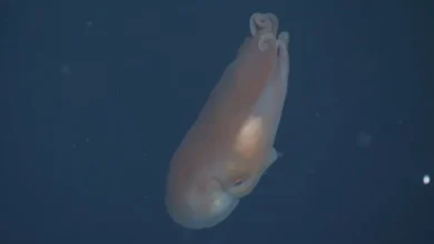 أخطبوط "ذو سبعة أذرع" يدهش العلماء