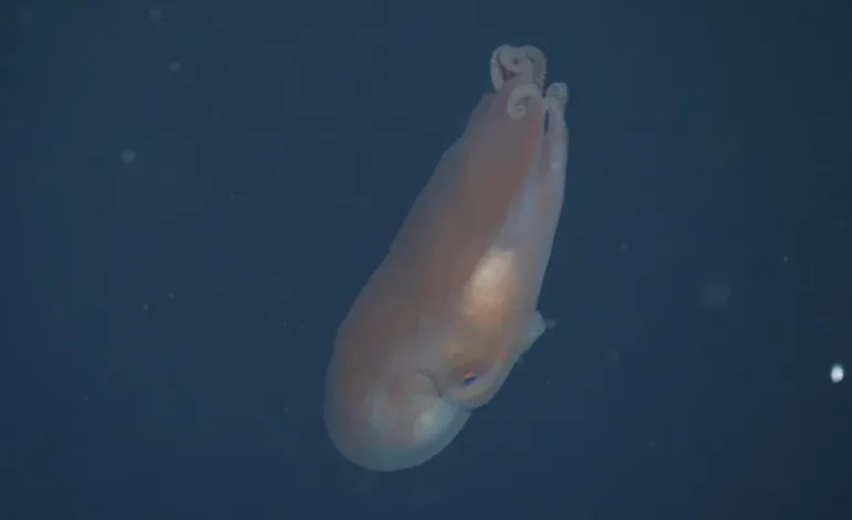 أخطبوط "ذو سبعة أذرع" يدهش العلماء