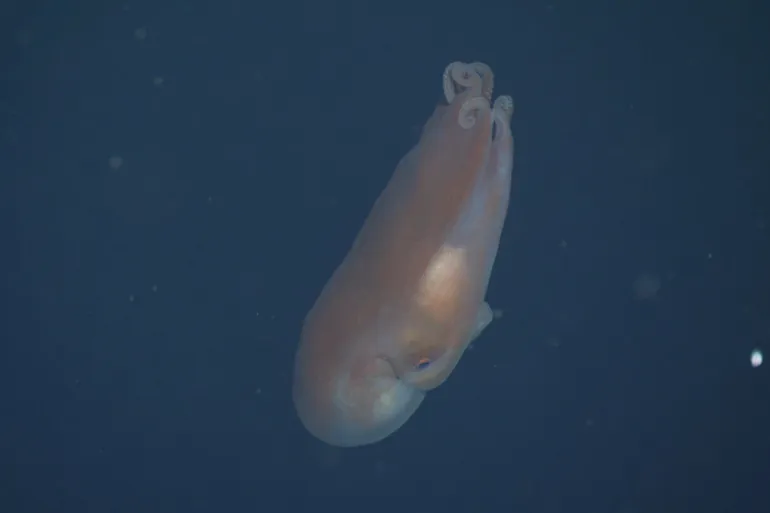 أخطبوط "ذو سبعة أذرع" يدهش العلماء