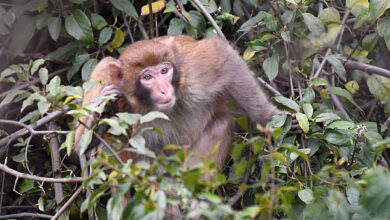 انهاء جميع التجارب التي تُجرى على القرود