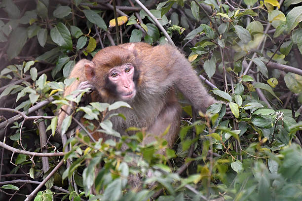 انهاء جميع التجارب التي تُجرى على القرود