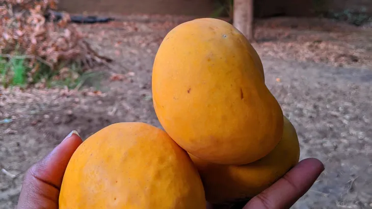 المانغو تساعد في الحفاظ على وزن الجسم