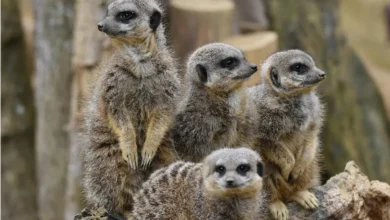 الارتباط بشريك واحد.. ما موقع البشر بين الثدييات بمدى التزامهم بهذا النهج الاجتماعي؟