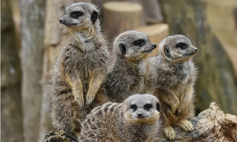 الارتباط بشريك واحد.. ما موقع البشر بين الثدييات بمدى التزامهم بهذا النهج الاجتماعي؟