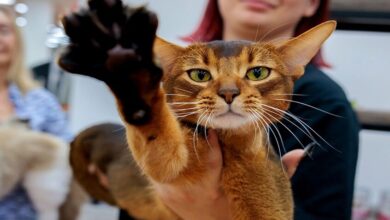 القطط تتألق: حبشي روسي يحصد اللقب العالمي