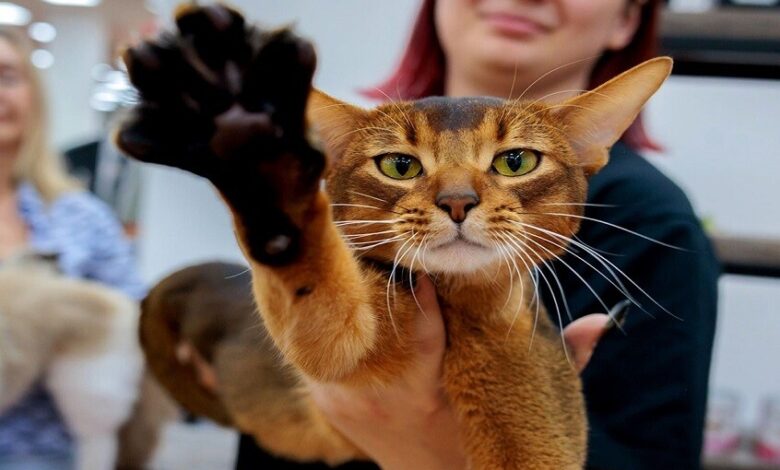 القطط تتألق: حبشي روسي يحصد اللقب العالمي