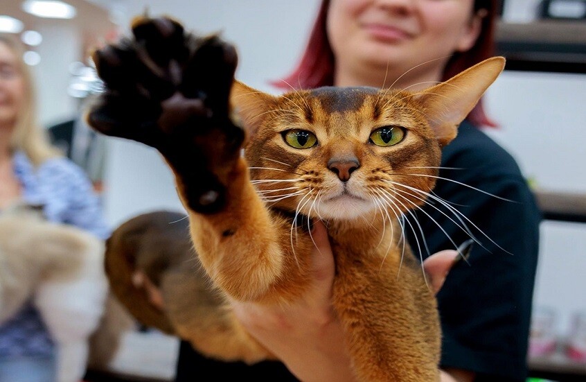 القطط تتألق: حبشي روسي يحصد اللقب العالمي