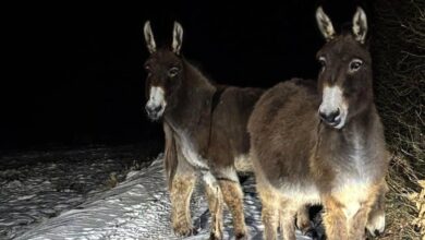 الشرطة توقف ثلاثة حمير