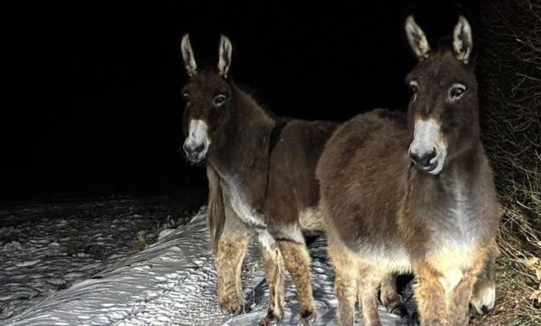 الشرطة توقف ثلاثة حمير