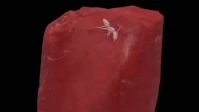 نملة منقرضة في كهرمانة عمرها 40 مليون سنة