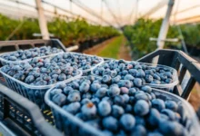 التوت الأزرق.. صديق القلب والأوعية الوفي