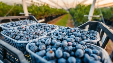 التوت الأزرق.. صديق القلب والأوعية الوفي