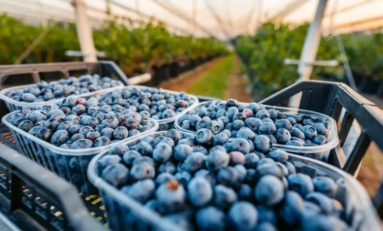 التوت الأزرق.. صديق القلب والأوعية الوفي