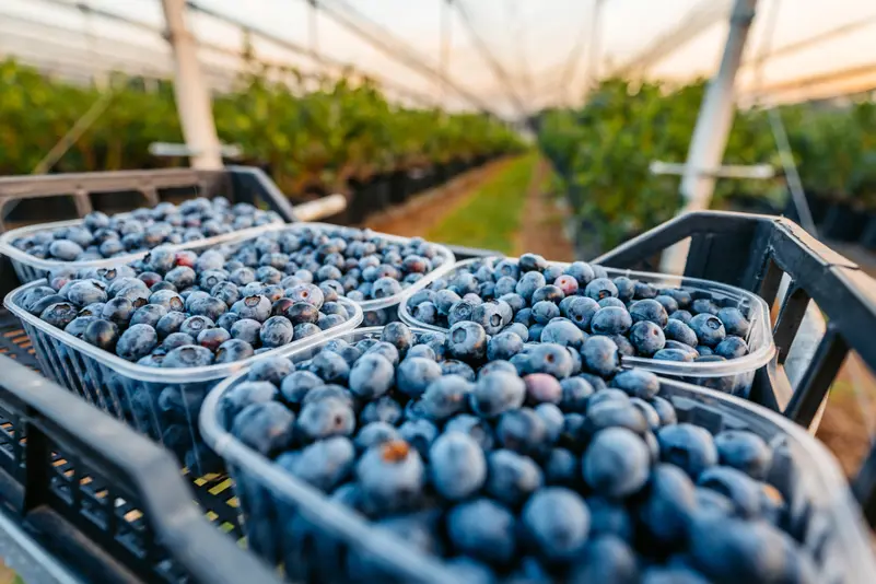 التوت الأزرق.. صديق القلب والأوعية الوفي