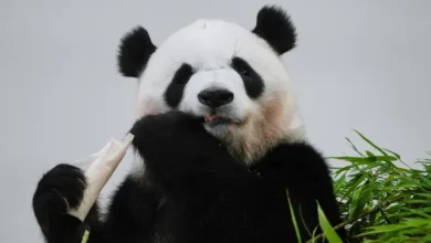 اليابان بلا الباندا الصينية للمرة الأولى من 50 عاما