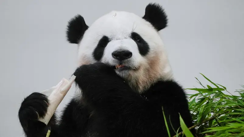 اليابان بلا الباندا الصينية للمرة الأولى من 50 عاما