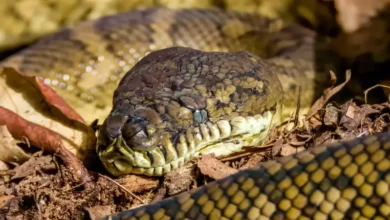 سيدة تستيقظ على ثعبان ضخم بسريرها