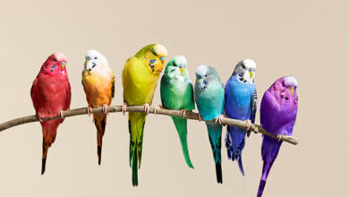 مرض قاتل يصيب الرئة بسبب الطيور المنزلية.