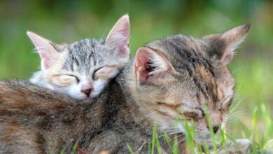 إيطاليا تصدر تشريعًا جديدًا في مجال حماية الحيوانات