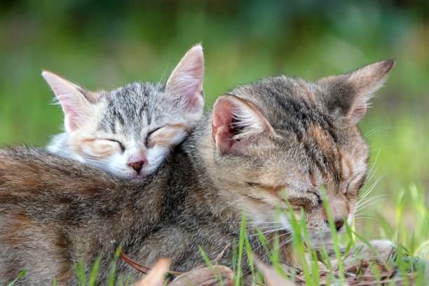 إيطاليا تصدر تشريعًا جديدًا في مجال حماية الحيوانات