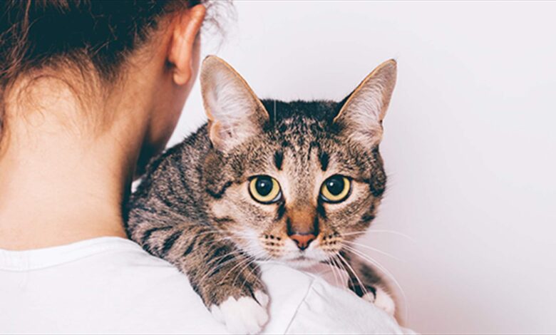 معلومة مهمة إلى محبي وأصحاب القطط