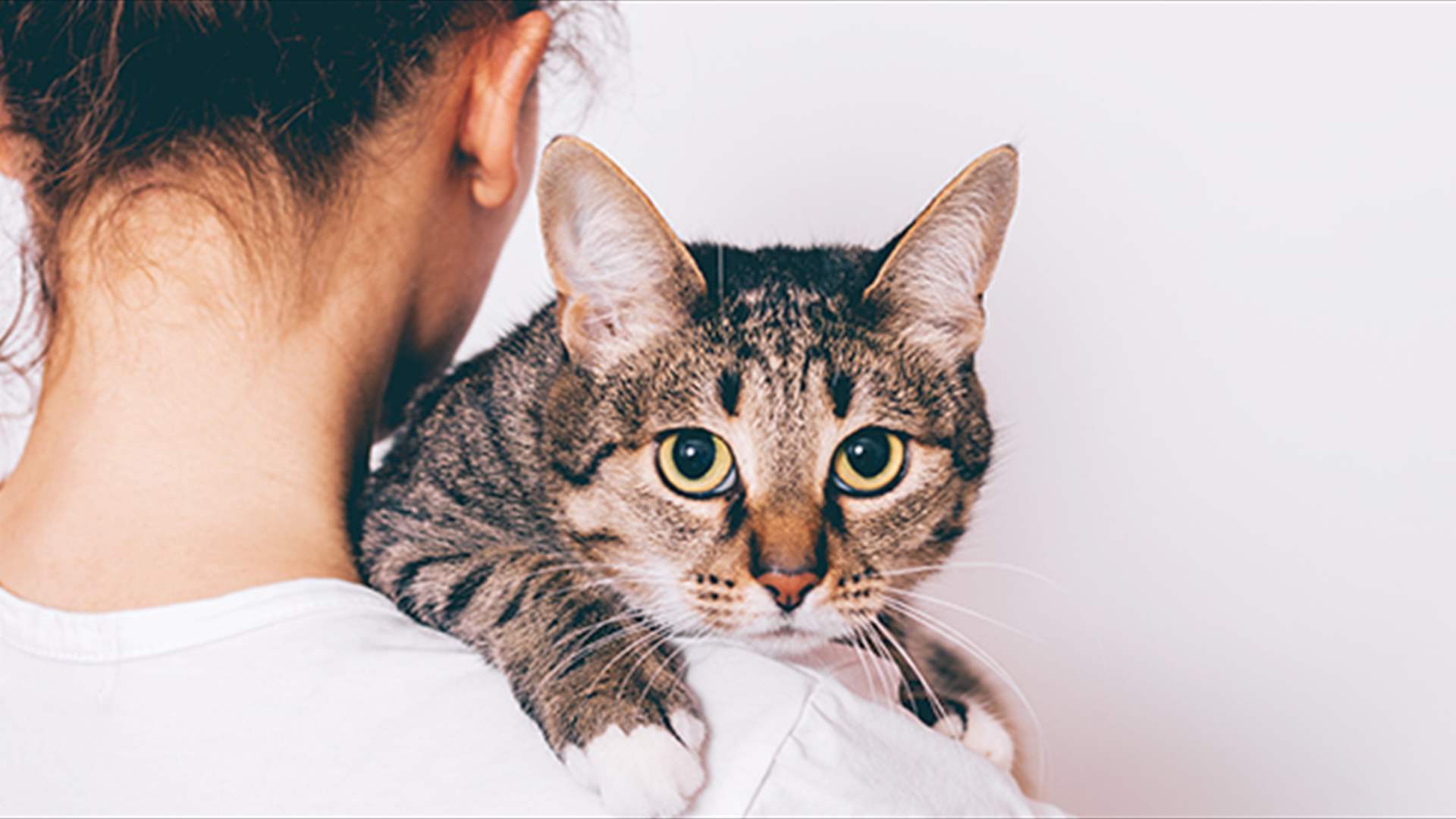 معلومة مهمة إلى محبي وأصحاب القطط