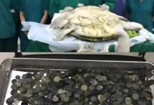 السلحفاة التي ابتلعت أمنيات البشر… وكادت تموت بسببها