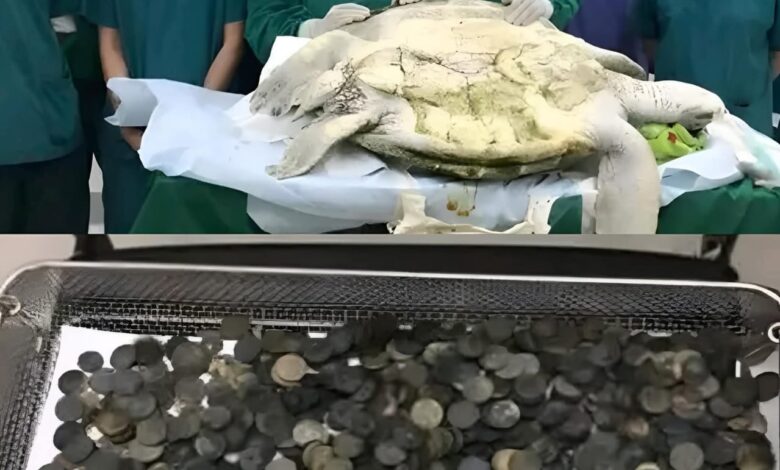 السلحفاة التي ابتلعت أمنيات البشر… وكادت تموت بسببها