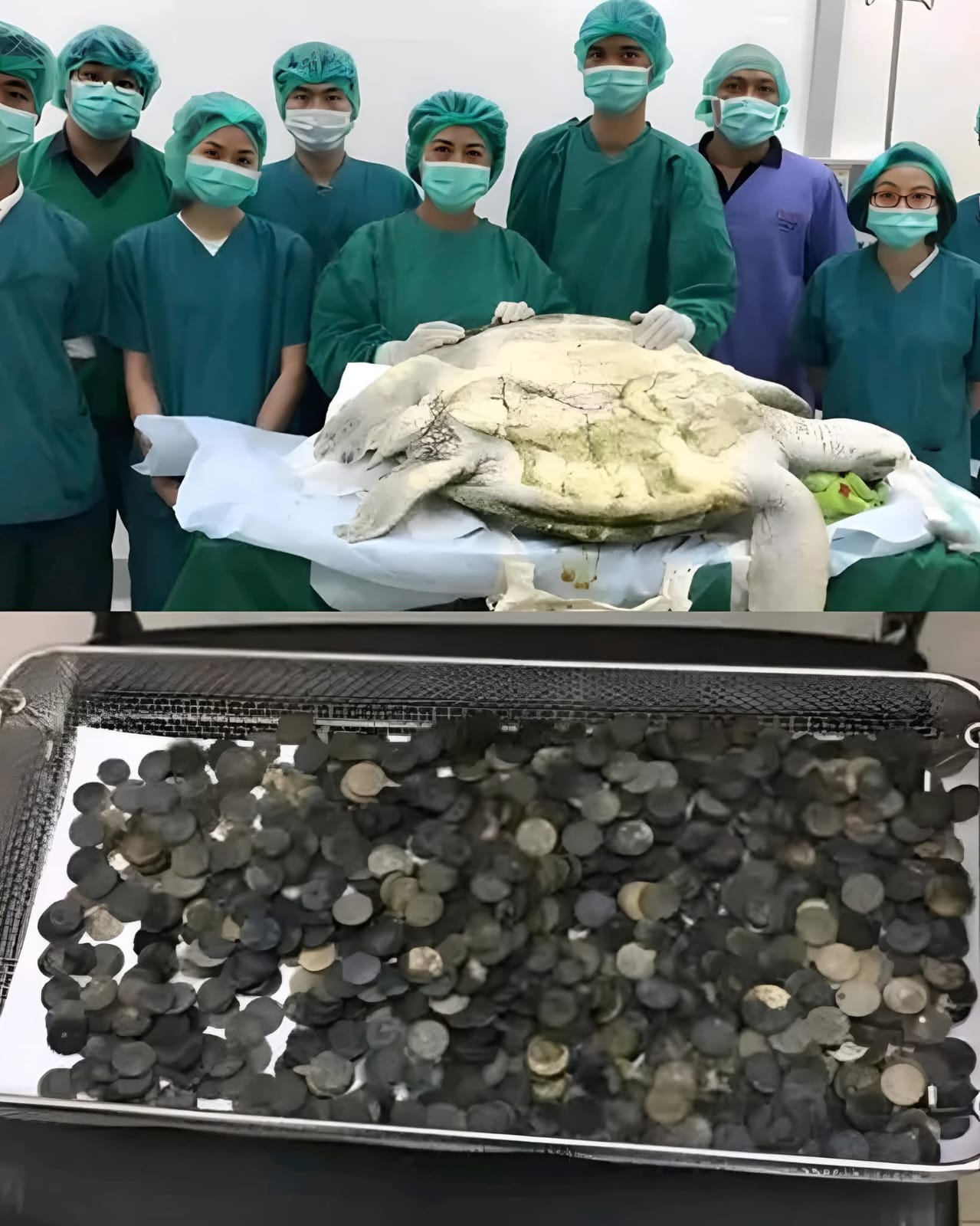 السلحفاة التي ابتلعت أمنيات البشر… وكادت تموت بسببها