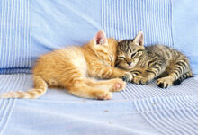 اكتشاف علمي مذهل: القطط المنزلية قد تحمل مفتاح فهم السرطان وعلاجه لدى البشر