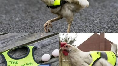 دجاجة ترتدي سترة أمان وتتحوّل إلى “شرطية عبور” غير رسمية!