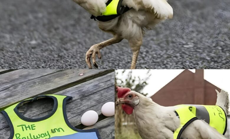 دجاجة ترتدي سترة أمان وتتحوّل إلى “شرطية عبور” غير رسمية!