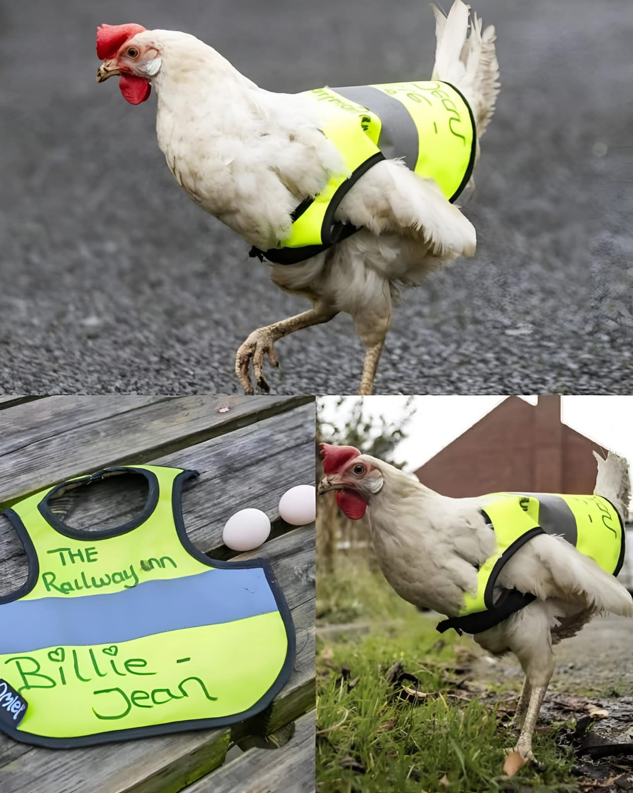 دجاجة ترتدي سترة أمان وتتحوّل إلى “شرطية عبور” غير رسمية!