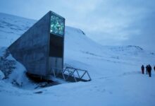 قبو “يوم القيامة”: كم أصبح عدد البذور المخزّنة؟