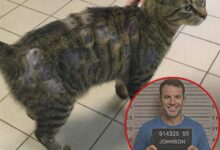 اعتدوا على حيوانٍ أعزل… فدفعوا الثمن بطريقة صادمة