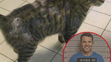 اعتدوا على حيوانٍ أعزل… فدفعوا الثمن بطريقة صادمة